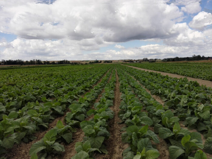 Arysta LifeScience, choroby, białko, grzyby, Alternaria tenuissima, Atailing, warzywa, tytoń