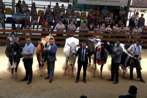 Szepietowo, wystawa, bydło, targi