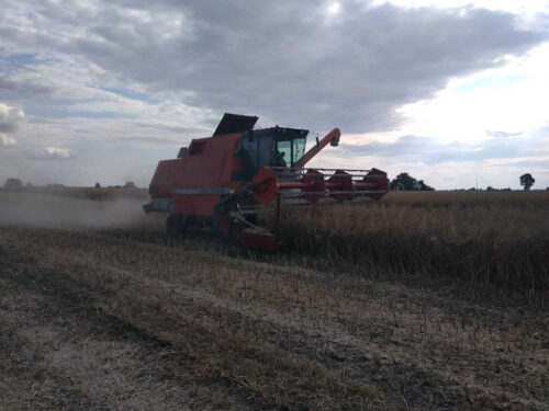 kombajn, rzepak, pole, niebo, Sahryń