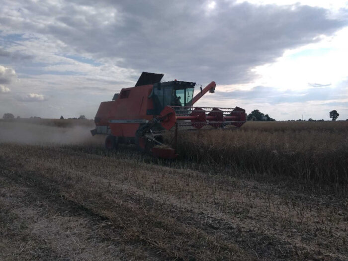 kombajn, rzepak, pole, niebo, Sahryń