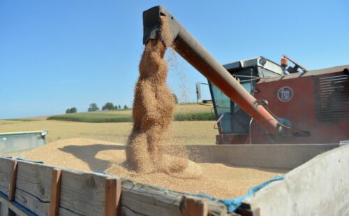 zboza_zbiory_prognozy_ierigz