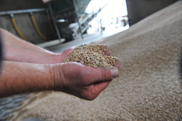 zbiory zbóż, plonowanie zbóż, produkcja owoców i warzyw, ziemniaki, gus