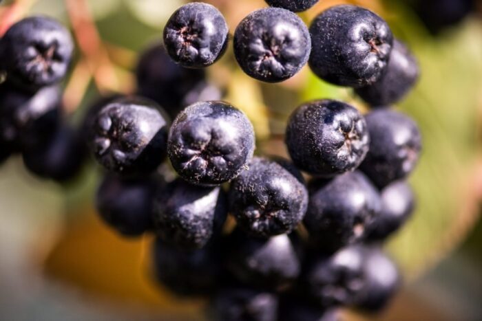 aronia, agrobiznes, zbiory