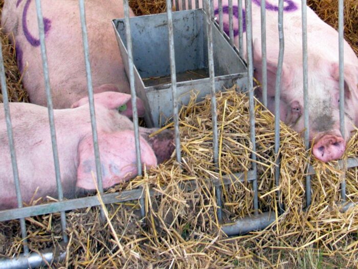 obszary zagrożone asf, asf w polsce, walka z asf w polsce, zagospodarowanie świń