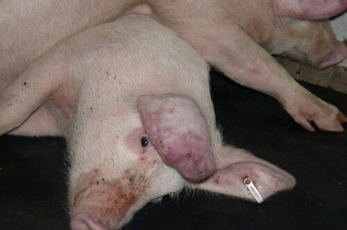 afrykański pomór świń, wirus ASF, ASF w Serbii, Pig Progress