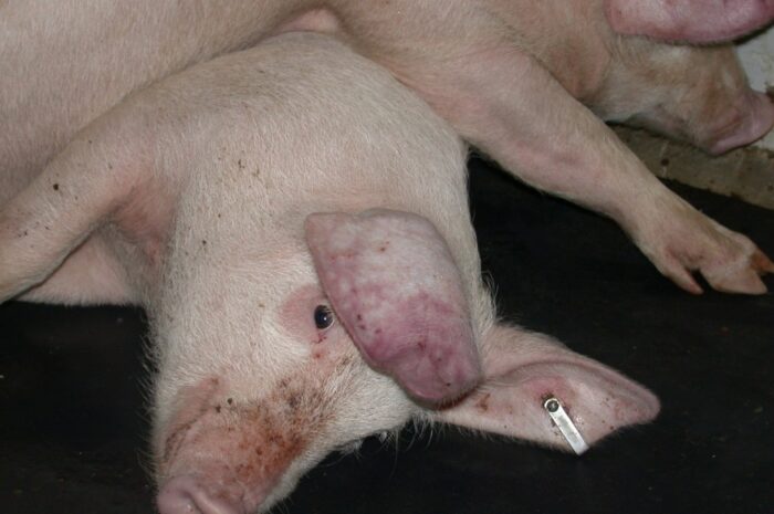 afrykański pomór świń, wirus ASF, ASF w Serbii, Pig Progress