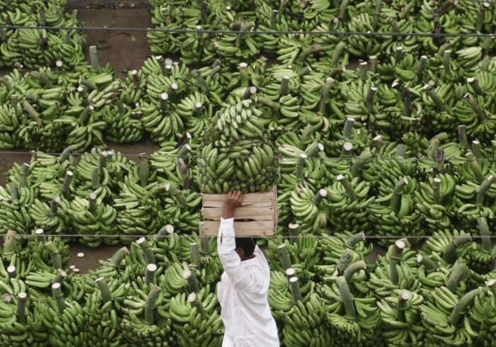 uprawa bananów, banan, szkodniki bananowców, Michael Selvaraj