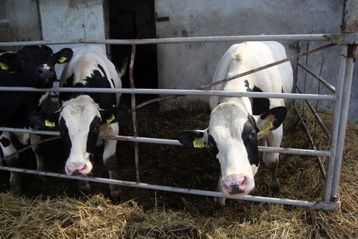 bydło mleczne, PFHBiPM, wycena genomowa, wycena buhajów