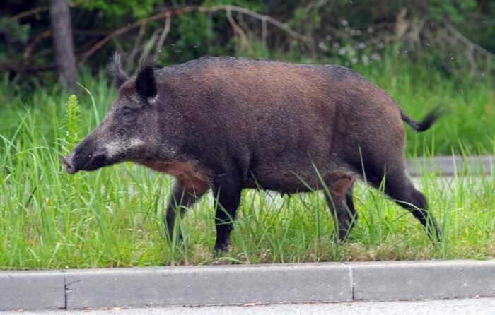 odstrzał dzików, ASF na Słowacji, trzoda chlewna, myśliwi, polowanie na dziki