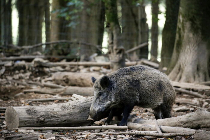 asf w polsce, padłe dziki, radom, pionki, Grzegorz Zaborski, powiat kozienicki