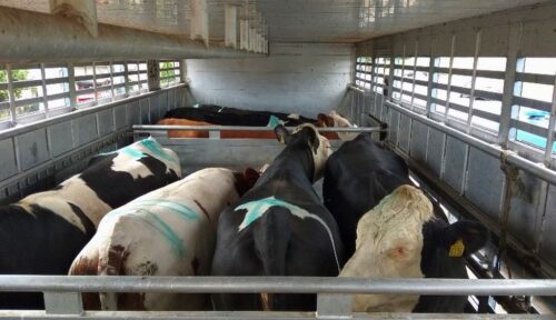 transport zwierząt, przewóz bydła, dobrostan zwierząt, Rokocin, powiat starogardzki, itd