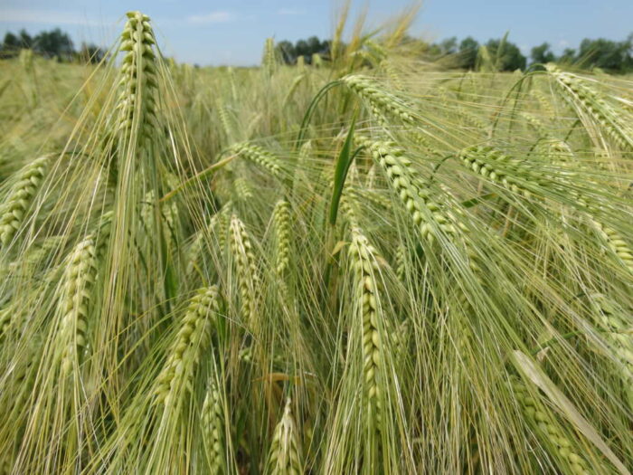 kłosy, jęczmień ozimy