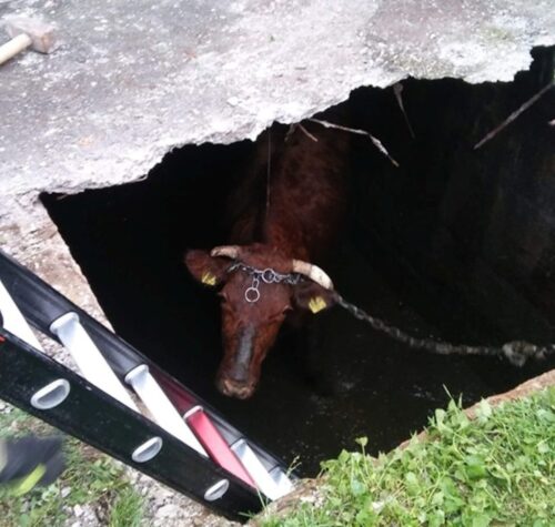 brzezna, powiat nowosądecki, noiwa wieś książęca, powiat kępiński, krowa w szambie