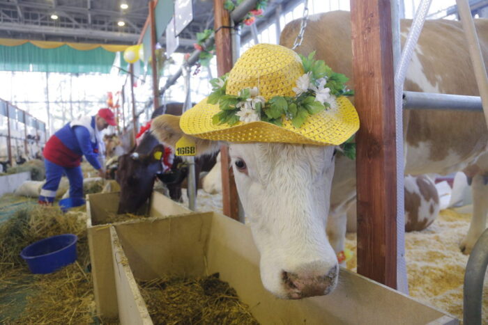 bydło, trzoda chlewna, sztuczna inteligencja, Bristol Robotics Laboratory