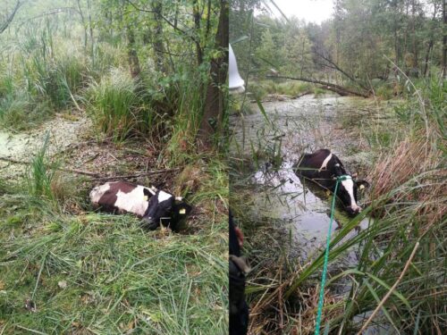 Kondrajec Pański, powiat ciechanowski, krowy w bagnie, KP PSP ciechanów, Damian Kołpaczyński