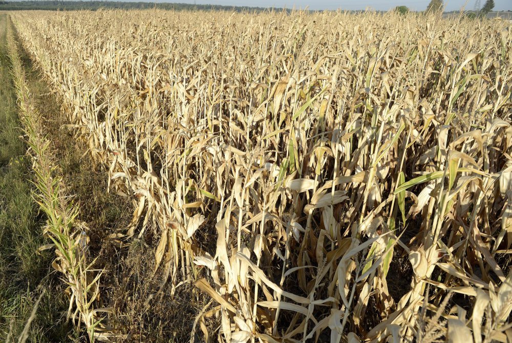 kukurydza, Polski Związek Producentów Kukurydzy, susza rolnicza, klimatyczny bilans wodny