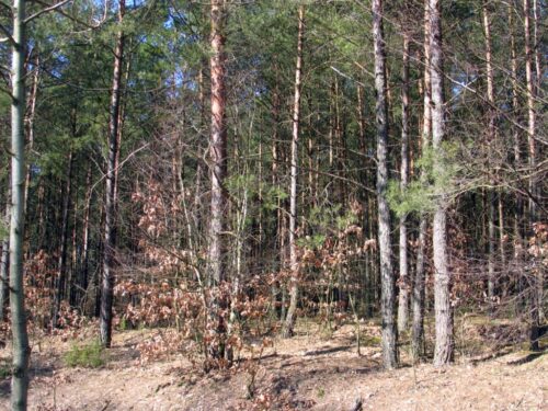 lasy, lesistość kraju, Małgorzata Golińska, ministerstwo środowiska, lasy państwowe