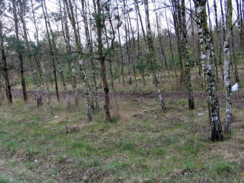 las prywatny, lasy państwowe, stefan traczyk, Małgorzata Golińska, nadleśnictwa