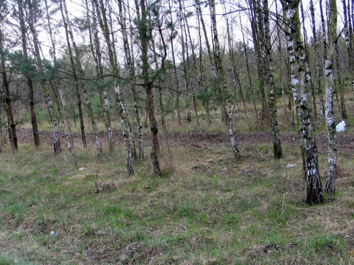 las prywatny, lasy państwowe, stefan traczyk, Małgorzata Golińska, nadleśnictwa