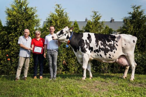 Maciej Pohl, krowa Kaśka, PFHBiPM, WZHiPB