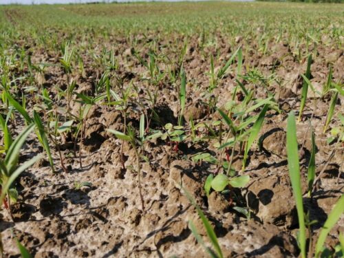 międzyplon ścierniskowy, obszar proekologiczny EFA, wysiew międzyplonów, ARiMR, mieszanki międzyplonowe, bobowate