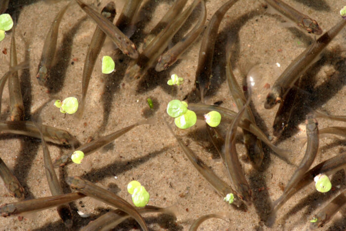 ciągłości ekologiczna rzek