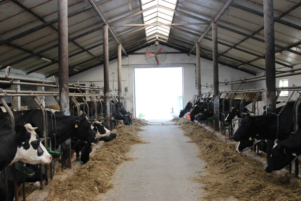 bydło, krowy mleczne, mleko, typy użytkowe bydła i rasy bydła mlecznego, seminarium