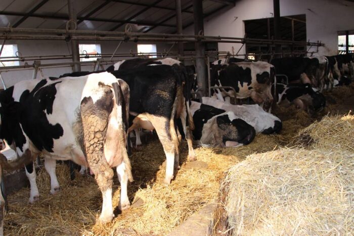 bydło, krowy mleczne, mleko, typy użytkowe bydła i rasy bydła mlecznego, seminarium