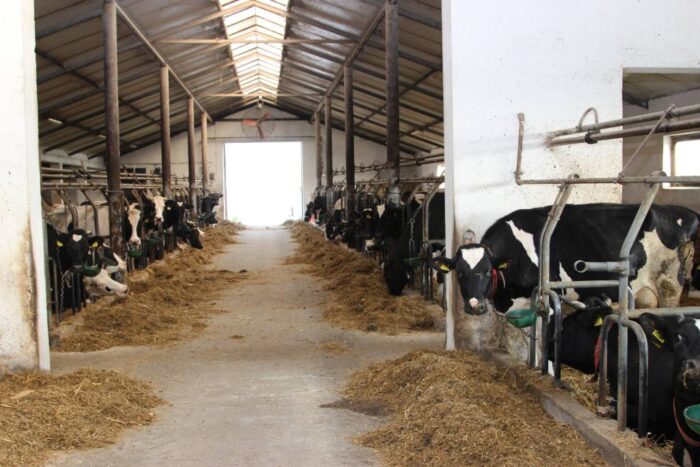 bydło, krowy mleczne, mleko, typy użytkowe bydła i rasy bydła mlecznego, seminarium