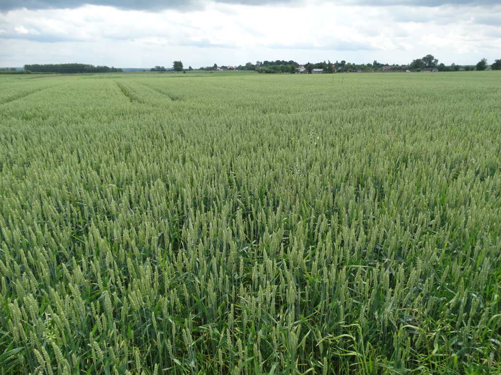 euronext w paryżu, cbot w chicago, notowania pszenicy, notowania kukurydzy