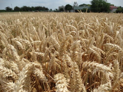 kłosy, pszenica, pole, niebo, łan