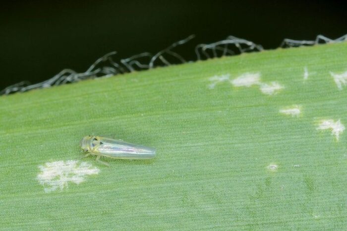 skoczek kukurydziany, Zyginidia scutellaris, szkodniki kukurydzy, IOR-PIB, monitoring szkodników kukurydzy, Winna Góra