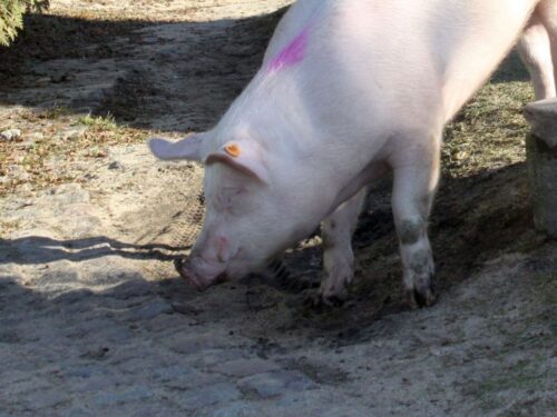 rolnicza solidarność, teresa hałas, asf walka z asf w polsce, skup wieprzowiny