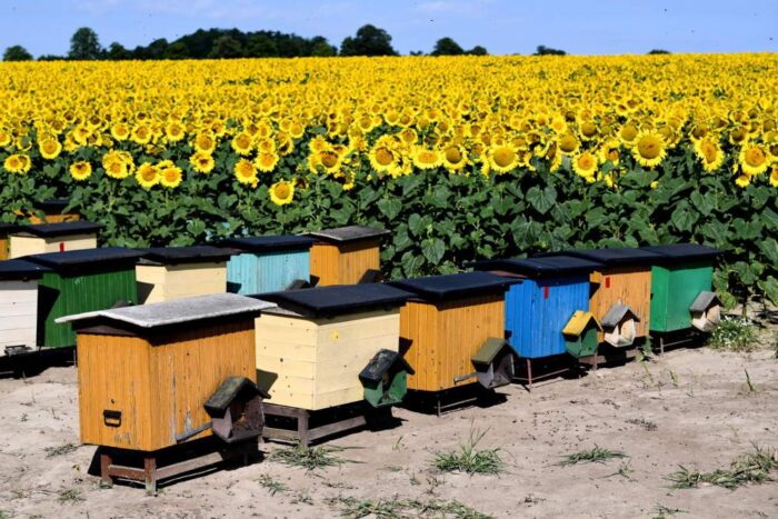 Fundusz Promocji Roslin Oleistych, rzepak, pszczelarstwo, Ministerstwo Rolnictwa