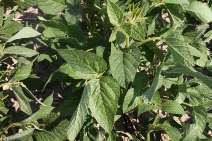 soja, pole, plantacja