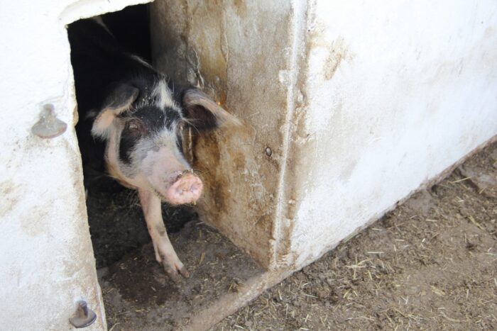 asf, dobrostan zwierząt, świnie z dostępem do wybiegu, KZP-PTCH
