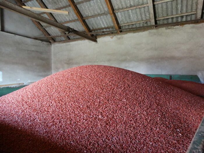 zaprawianie ziarna, zaprawa nasienna, patogeny, grzyby chorobotwórcze, choroby zbóż, Fusarium, śnieć cuchnąca, głownia