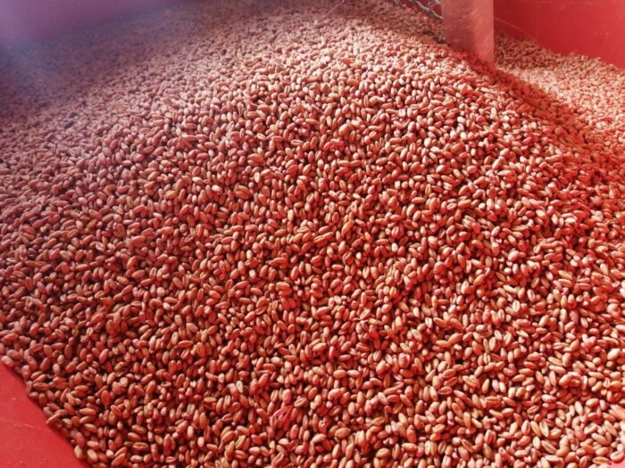 kwalifikowany materiał siewny, IHAR-PIB w Radzikowie, ziarno zaprawione, jakość materiału siewnego, Polska Izba Nasienna