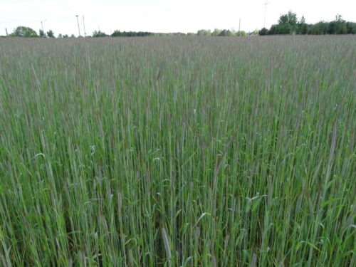 Amerykański Departament Rolnictwa, zbiory zbóż na świecie, zboża paszowe