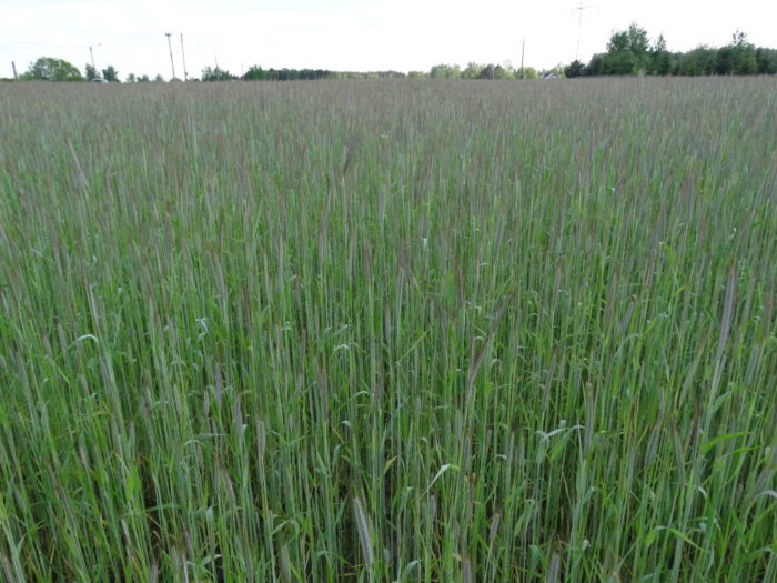 Amerykański Departament Rolnictwa, zbiory zbóż na świecie, zboża paszowe