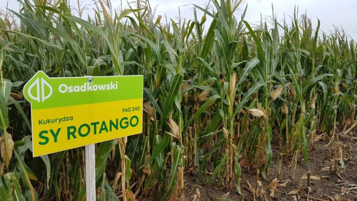 odmiany kukurydzy na ziarno, odmiany kiszonkowe kukurydzy,  Zielone Pola - Kukurydza, Osadkowski, ES Hattrick