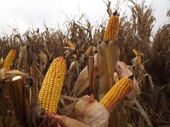 kolby kukurydzy, pole, kukurydza, niebo