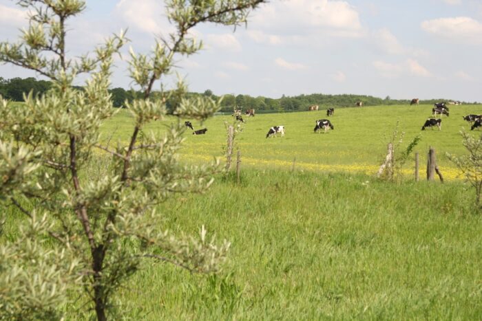 rolnictwo biodynamiczne, Demeter - Polska, Demeter International, hodowla bydła