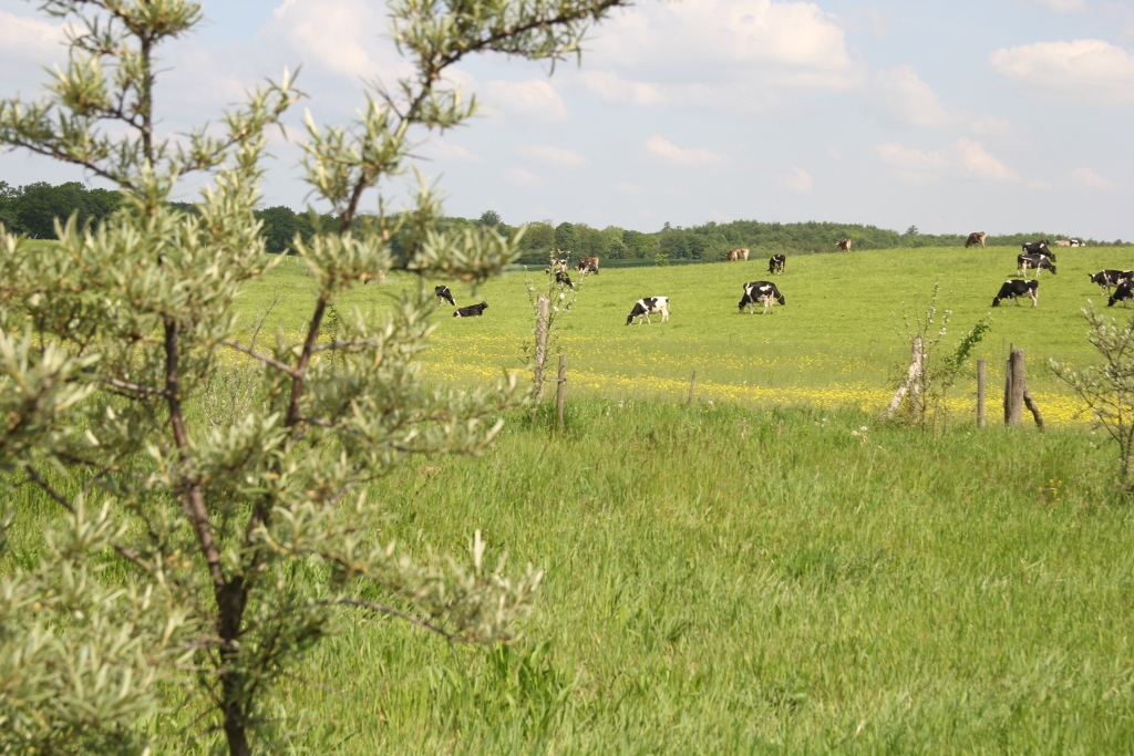 rolnictwo biodynamiczne, Demeter - Polska, Demeter International, hodowla bydła
