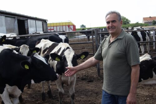 hodowla bydła mlecznego, Ryszard Bober, jałówki, krowy mleczne