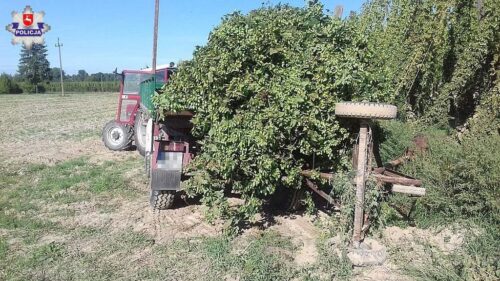 spiczyn, powiat łęczyński, chmiel, plantacje chmielu, Izabela Zięba, szyszki chmielu