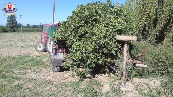 spiczyn, powiat łęczyński, chmiel, plantacje chmielu, Izabela Zięba, szyszki chmielu