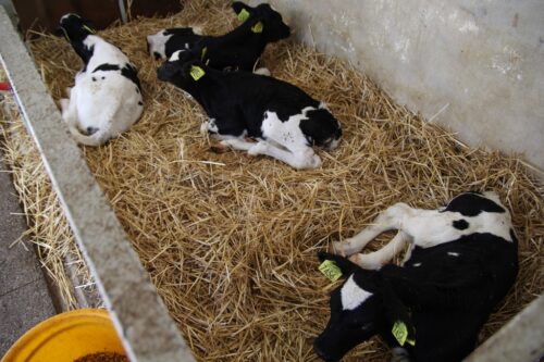 ubój na własne potrzeby, ubój zawodowy, ubój zwierząt, ministerstwo rolnictwa