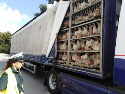 produkcja drobiu, rynek mięsa, komisja europejska