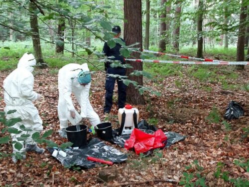 asf w polsce, walka z asf w polsce, afrykański pomór świń, utylizacja padłych dzików, krir, szymon giżyński